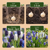 Muscari Magic en mélange - calibre 7/8