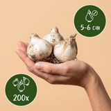 Ail d'ornement à tête ronde
