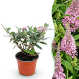 Green boutiQ – Gartenpflanze – Buddleja davidii Butterfly Candy Little Pink – Schmetterlingsstrauch – Kompakt – Rosa – 1 Pflanze – Topf 12cm – Höhe 20-25cm