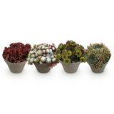 Green boutiQ - Bodendecker - Winterhart - Sempervivum Big Sam - 4 Pflanzen - Verschiedene Farben - Pflegeleicht - Topf 14 Höhe 17