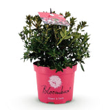Rhododendron nain Bloombux Magenta - Rhododendron à petites feuilles - H 30-40 cm, pot Ø17 cm