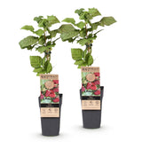 Loganberry sans épines - Rubus x loganobaccus - 2 plants - H 50 cm, pot Ø15 cm