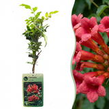 Bignone de Virginie - lot de 2 plants - pot Ø9 cm