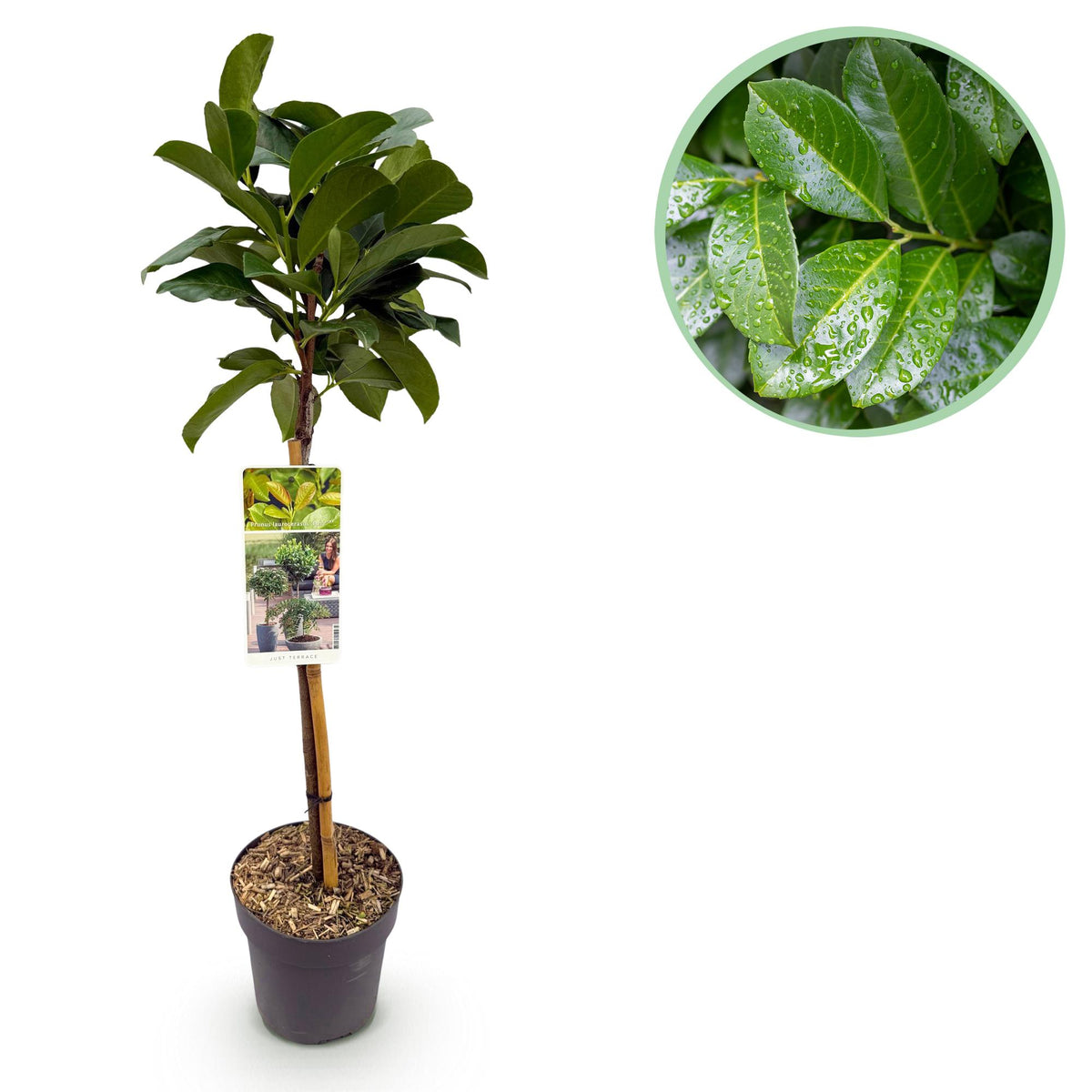 Green boutiQ - Gartenpflanze - Prunus laurocerasus Etna® - Stammbaum - Terrassenpflanze - Immergrün - Wenig Pflege - Topf 19cm Höhe 90cm
