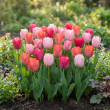 Tulipe Positive Vibe en mélange - calibre 11/12