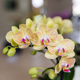 Orchidée Phalaenopsis jaune Blossom Lima et 2 succulentes - coffret Horizon jaune - pot Ø9 cm