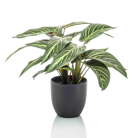 Künstliche Calathea und Topf h40cm