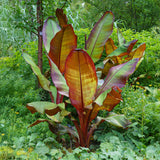 Green boutiQ - Fruitplant - Bananenpflanze - Ensete ventricosum Maurelli - Winterhart - 4 Pflanzen - Topf 17cm Höhe 40cm