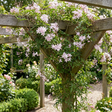Jasmin rose - Jasminum × stephanense - H 35 cm, pot Ø9 cm - photo 4