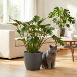 Green boutiQ - Zimmerpflanze - Philodendron - Philodendron Xanadu - Grün - Pflegeleicht - 1 Pflanze - Topf 19cm - Höhe 60cm