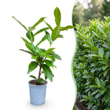 Laurier-cerise Novita pour haie - Prunus laurocerasus - H 25-35 cm, pot Ø9 cm - photo 3