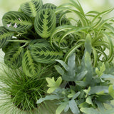 Green boutiQ - Zimmerpflanze - Grünlilie - Zyperngras - Blaufarn - Pfeilwurz - Mix aus 4 - Tierfreundliche Pflanzen - Grün - 4 Pflanzen - mit Korb - Topf 12cm - Höhe 25cm