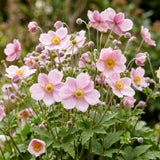 Anémone du Japon Reine Charlotte - H 15-25 cm, pot Ø11 cm