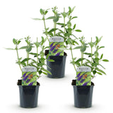 Green boutiQ - Gartenpflanze - Buddleja davidii Empire Blue - Sommerflieder - Winterhart - Blau - 3 Pflanzen - Topf 17cm - Höhe 45cm