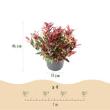 Leucothoé Colour Diamond - H 45 cm, pot Ø17 cm - photo 3