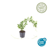 Grande pervenche panachée en godet - Vinca major Variegata - H 10-25 cm, pot Ø9 cm - photo 3