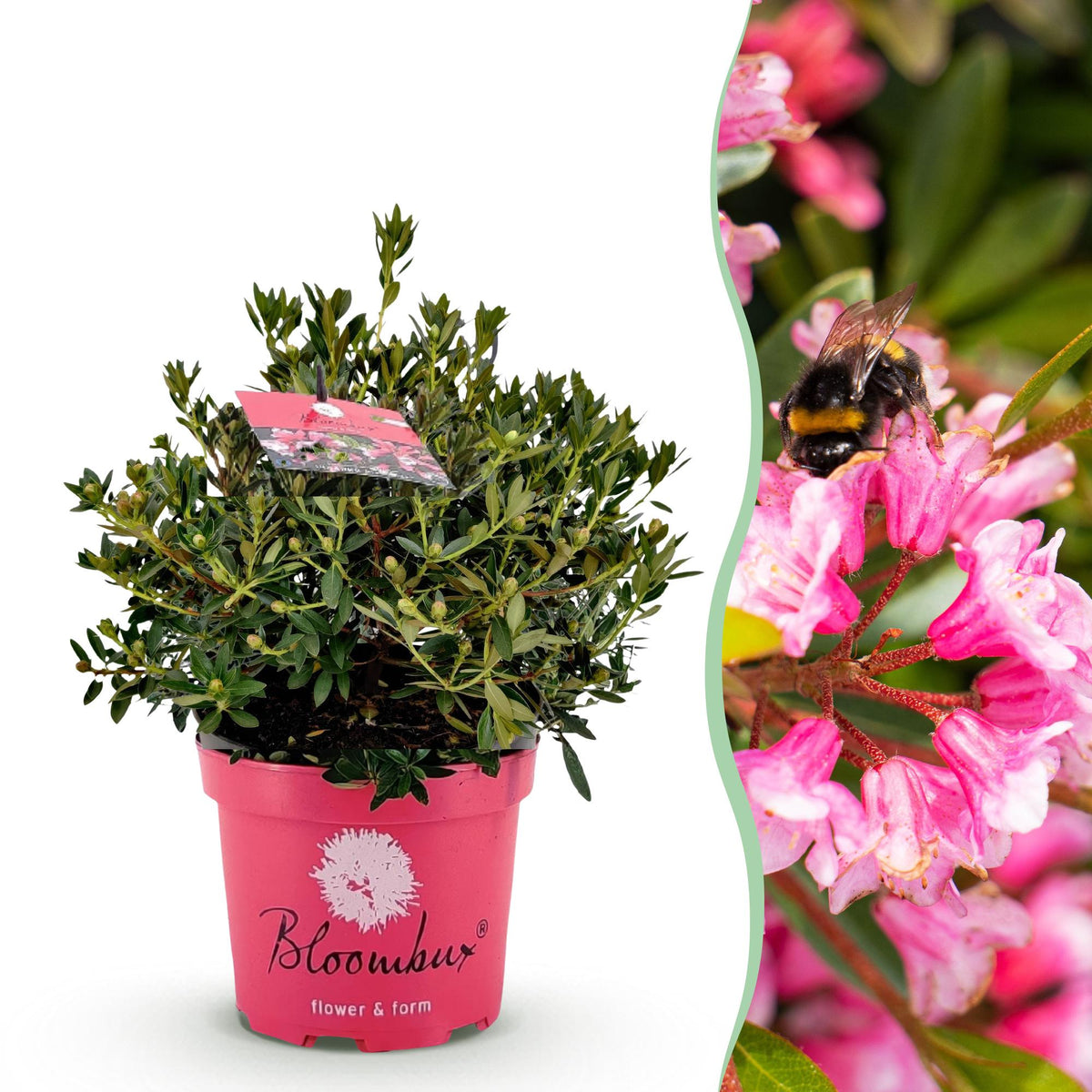 Rhododendron Bloombux magenta - Rhododendron nain - H 45-55 cm, pot Ø23 cm