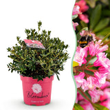 Rhododendron Bloombux magenta - Rhododendron nain - H 45-55 cm, pot Ø23 cm
