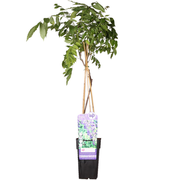 Wisteria sinensis 'Prolific' – Chinesischer Blauregen – Ø15cm – ↕65cm