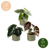 Baby Alocasia Tricolour avec cache-pots Linnea olive - lot de 3 mini plantes