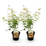Green boutiQ - Terrassenpflanze - Japanischer Ahorn - Acer palmatum Katsura - Orange - 2 Pflanzen - Laubabwerfend - Topf 19cm Höhe 70cm