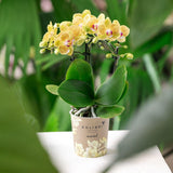 Kolibri Orchids | gelbe Phalaenopsis Orchidee - Lima - Topfgröße Ø9cm | blühende Zimmerpflanze - frisch vom Züchter