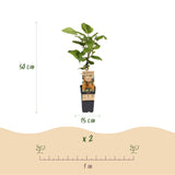 Kiwi Hayward femelle - Actinidia deliciosa - 2 plants - H 50 cm, pot Ø15 cm