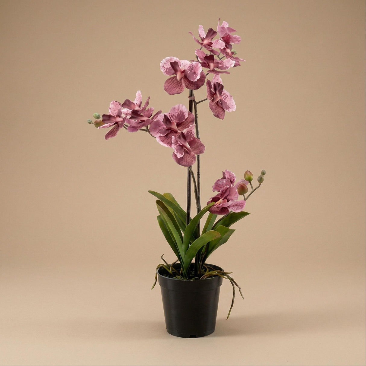 Künstliche Vanda-Orchidee, H60cm