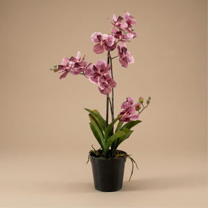 Künstliche Vanda-Orchidee, H60cm