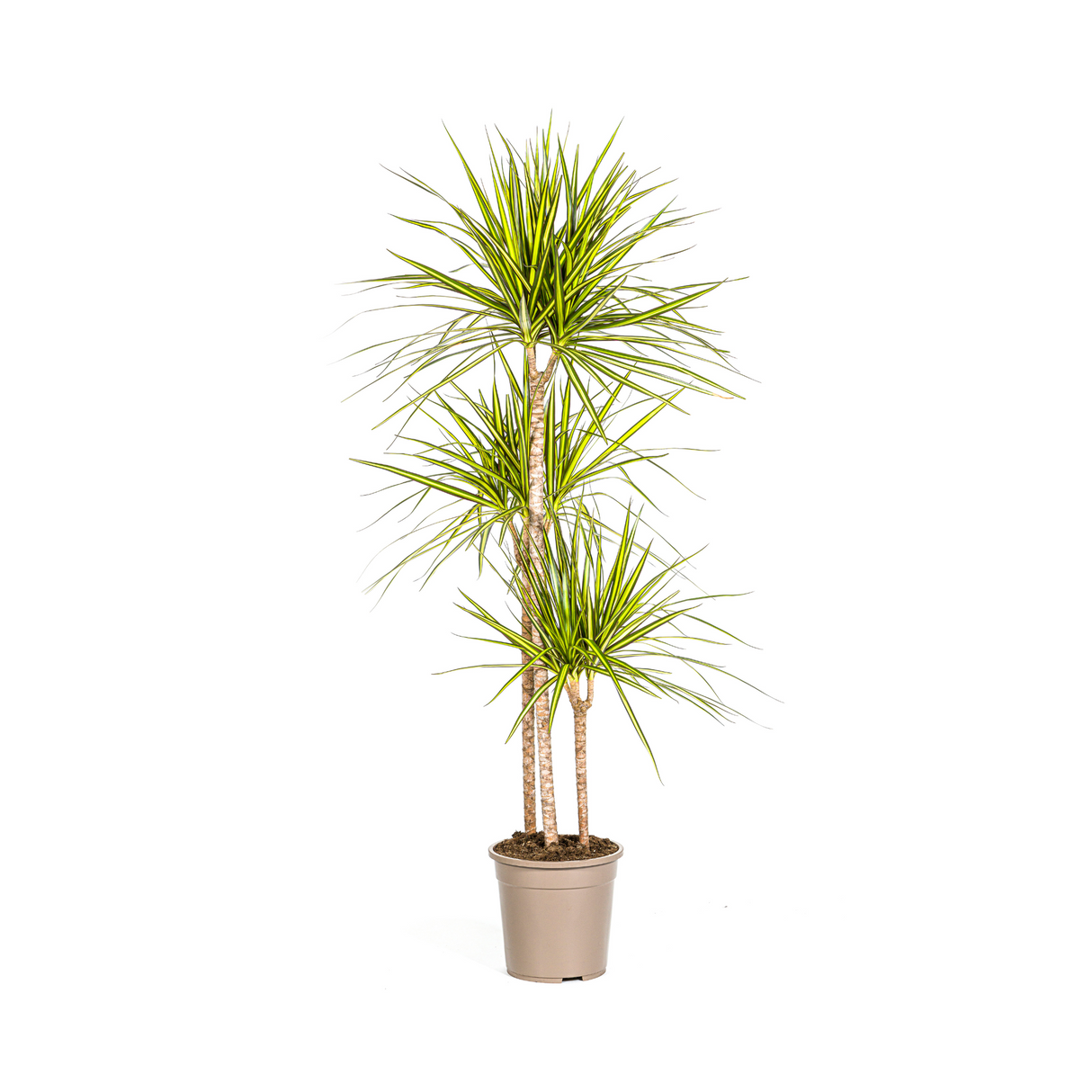 Drachenbaum Marginata Sunray Ø24cm - ↕130 - 150cm