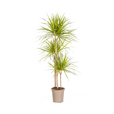 Drachenbaum Marginata Sunray Ø24cm - ↕130 - 150cm