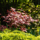 Green boutiQ - Terrassenpflanze - Japanischer Ahorn - Acer palmatum Atropurpureum - Lila - 2 Pflanzen - Laubabwerfend - Topf 19cm Höhe 70cm