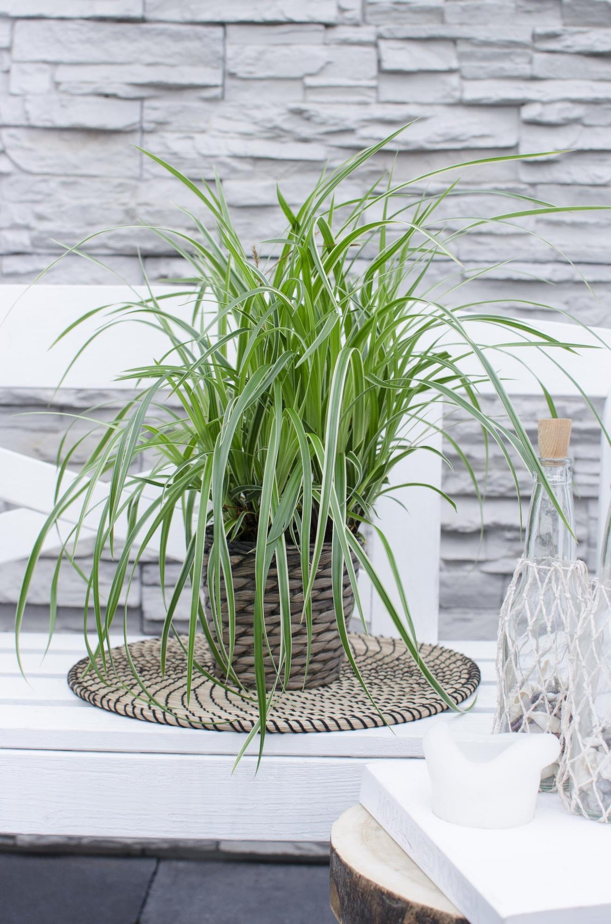 Carex morrowii Ice Dance - Laîche panachée - H 30 cm, pot Ø14 cm