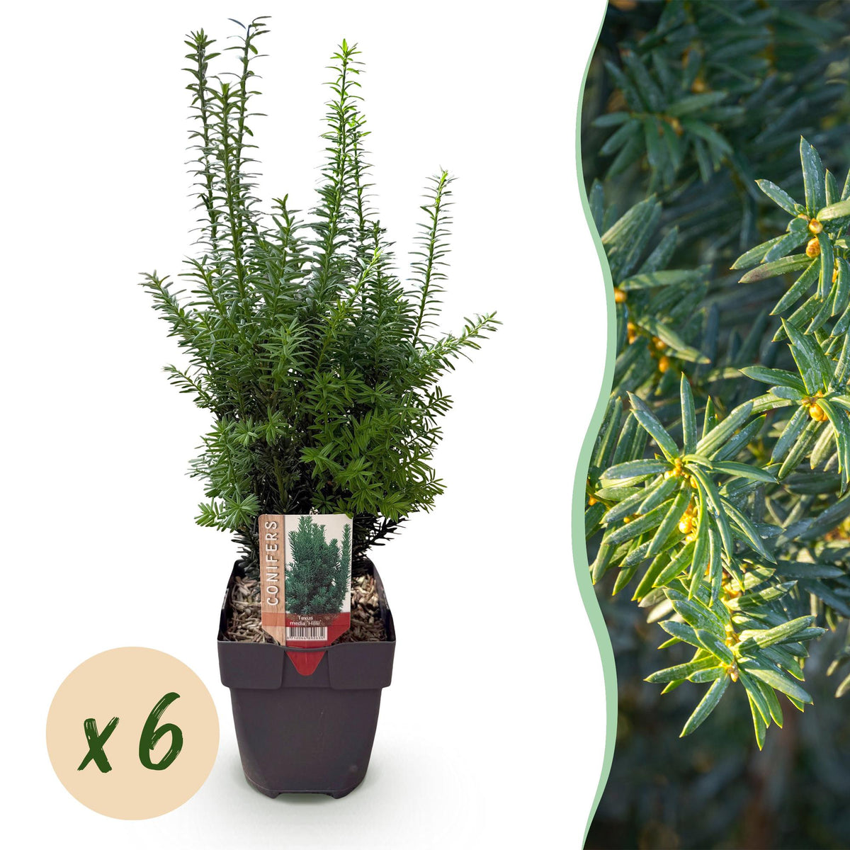 Green boutiQ - Heckenpflanzen - Taxus media Hillii - Blatt grün - 6 Pflanzen - 1 lfm - immergrün - Topf 17cm Höhe 60cm