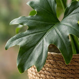 Green boutiQ - Zimmerpflanze - Philodendron - Philodendron Lickety Split - Grün - Pflegeleicht - 1 Pflanze - mit Korb - Topf 19cm - Höhe 70cm