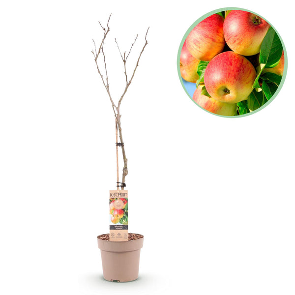 Green boutiQ - Obstbaum - Apfelbaum - Malus domestica Jonagold - Gelbgrüner Apfel - Topf 21cm Höhe 90cm