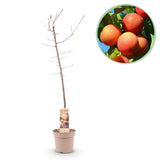 Green boutiQ - Obstbaum - Pflaumenbaum - Prunus domestica Victoria - Rote Pflaume - Topf 21cm Höhe 90cm