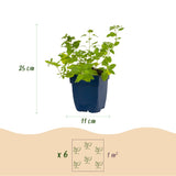Herbe à chat Walker's Low - 12 plants - H 15-25 cm, pot Ø11 cm