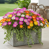 Green boutiQ - Bodendecker - Winterhart - Delosperma Jewel of Dessert - 8 Pflanzen - Farben Rot - Orange - Lila - Rosa - Wenig Pflege - Topf 14 Höhe 17