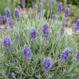 Lavande naine Dwarf Blue - Lavandula angustifolia - H 15-25 cm, pot Ø11 cm - photo 5
