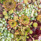 Green boutiQ - Bodendecker - Winterhart - Sempervivum Big Sam - 4 Pflanzen - Verschiedene Farben - Pflegeleicht - Topf 14 Höhe 17