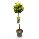 Green boutiQ - Gartenpflanze - Kriechspindel Emerald n Gold - Stammform - Terrassenpflanze - Immergrün - Wenig Pflege - Topf 19cm Höhe 90cm