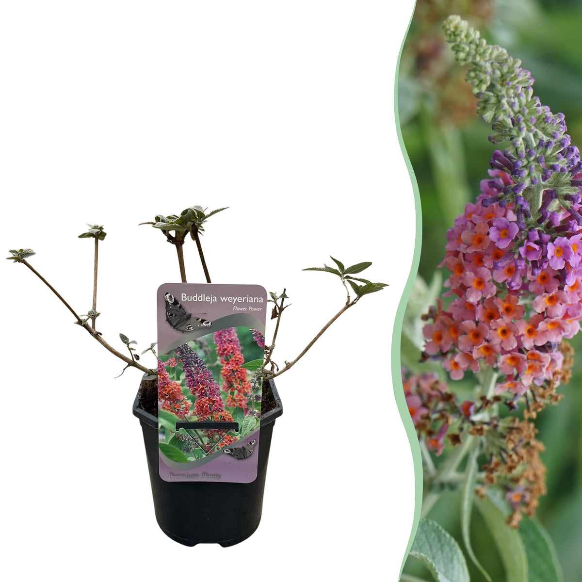 Green boutiQ - Sommerflieder - Buddleja davidii Flower Power - Blüte Orange Violett - 1 Pflanze - Laubabwerfend - Schmetterlingsanziehend - Topf 17cm Höhe 30cm
