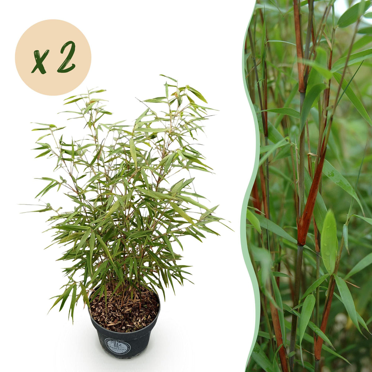 Green boutiQ - Grassen - Fargesia scabrida Asian Wonder - Nicht wuchernder Bambus - Immergrün - Grün - 2 Pflanzen - Topf 23 cm - Höhe 80 cm