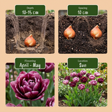 Tulipe Sweet Desire en mélange - calibre 11/12