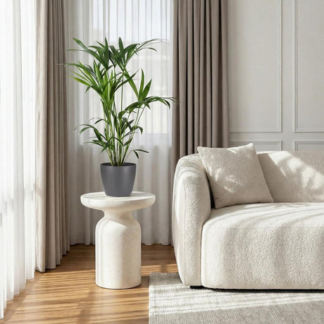 Green boutiQ - Zimmerpflanze - Howea Forsteriana - Kentia-Palme - Wenig Pflege - Grün - 1 Pflanze - mit Korb - Topf 19cm - Höhe 80-85cm