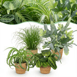 Green boutiQ - Zimmerpflanze - Grünlilie - Zyperngras - Blaufarn - Pfeilwurz - Mix aus 4 - Tierfreundliche Pflanzen - Grün - 4 Pflanzen - mit Korb - Topf 12cm - Höhe 25cm