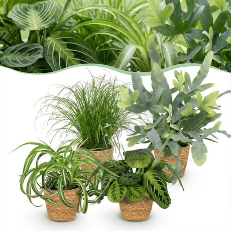 Green boutiQ - Zimmerpflanze - Grünlilie - Zyperngras - Blaufarn - Pfeilwurz - Mix aus 4 - Tierfreundliche Pflanzen - Grün - 4 Pflanzen - mit Korb - Topf 12cm - Höhe 25cm