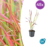 Herbe à sang du Japon Red Baron en godet - Imperata cylindrica - H 10-25 cm, pot Ø9 cm