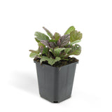Bugle rampante Burgundy Glow en godet - Ajuga reptans - H 10-25 cm, pot Ø9 cm - photo 2